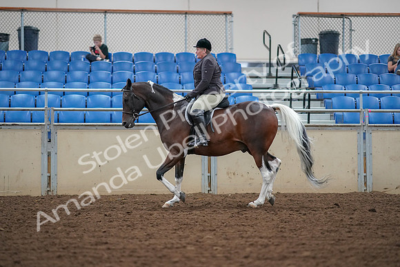 2019 Morgan Horse Show - Aug 30, 2019 - 16226