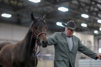 2019 Morgan Horse Show - Aug 31, 2019 - 02847