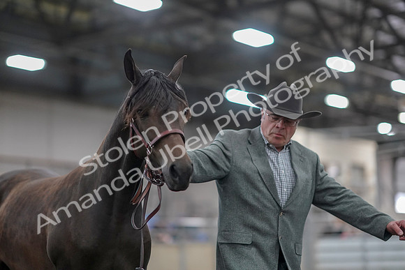 2019 Morgan Horse Show - Aug 31, 2019 - 02847