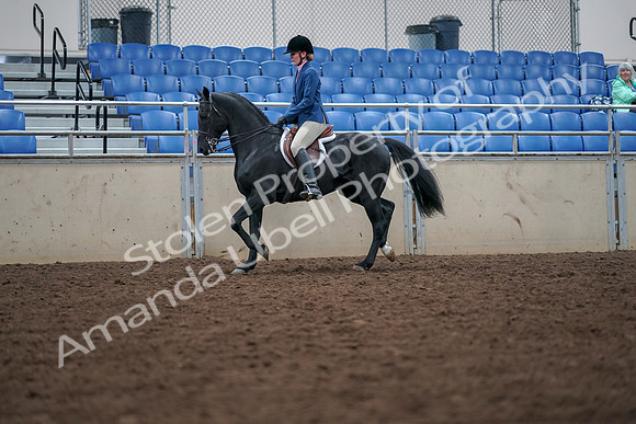 2019 Morgan Horse Show - Aug 30, 2019 - 18401