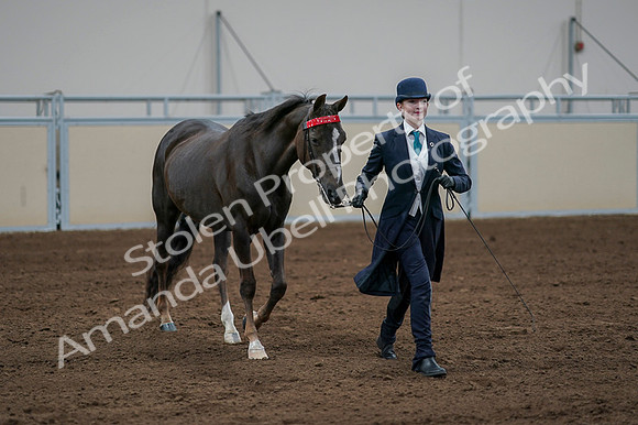 2020 - AB Morgan Horse - Fri, Sept 04 - 00690