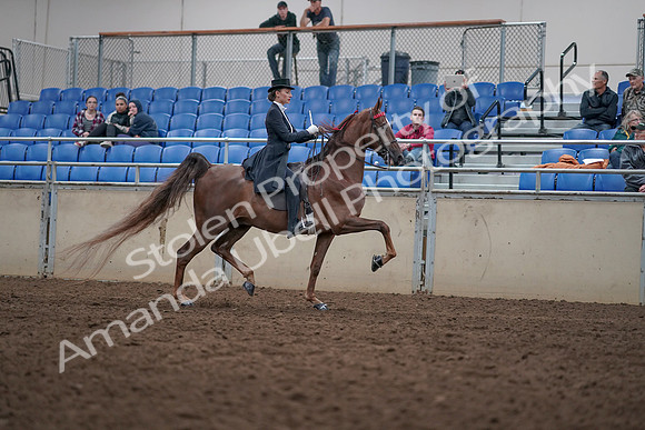 2019 Morgan Horse Show - Aug 31, 2019 - 20685