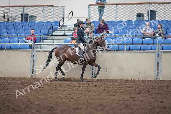 2019 Morgan Horse Show - Aug 31, 2019 - 19593