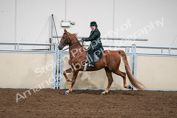 2020 - AB Morgan Horse - Sat, Sept 05 - 08051