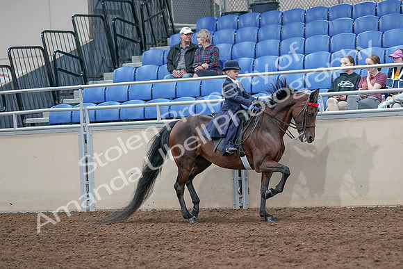 2020 - AB Morgan Horse - Sat, Sept 05 - 04882
