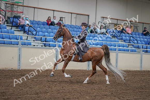 2020 - AB Morgan Horse - Fri, Sept 04 - 11180