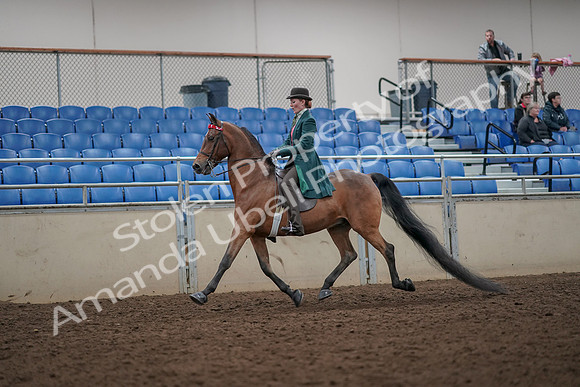 2019 Morgan Horse Show - Aug 30, 2019 - 27872
