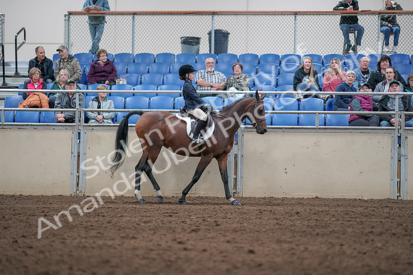 2019 Morgan Horse Show - Aug 31, 2019 - 19555