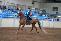 2020 - AB Morgan Horse - Fri, Sept 04 - 06244