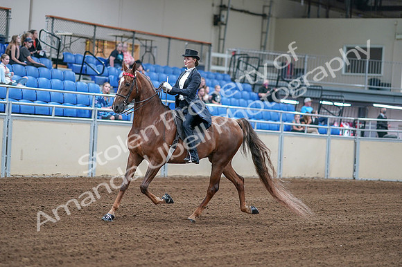 2020 - AB Morgan Horse - Fri, Sept 04 - 06244
