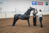 2020 - AB Morgan Horse - Sat, Sept 05 - 00053