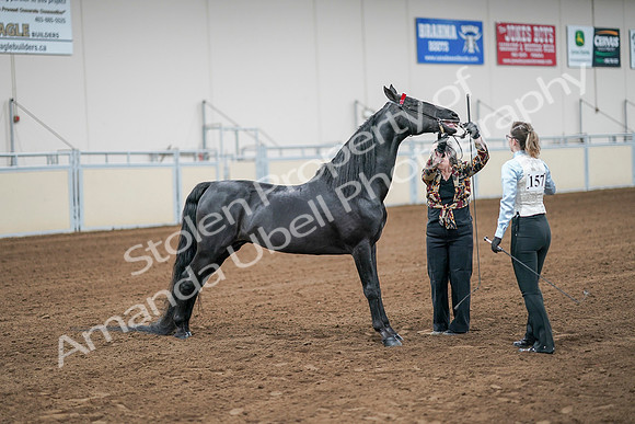 2020 - AB Morgan Horse - Sat, Sept 05 - 00053