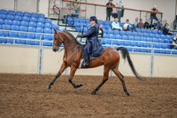 2020 - AB Morgan Horse - Sat, Sept 05 - 09699