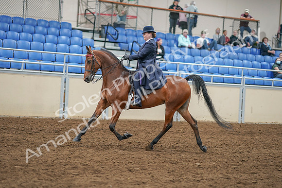 2020 - AB Morgan Horse - Sat, Sept 05 - 09699