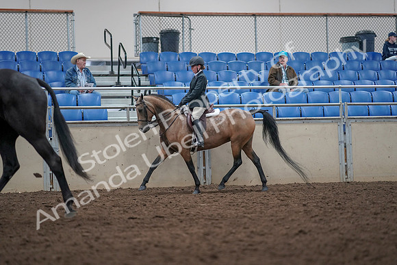 2019 Morgan Horse Show - Aug 31, 2019 - 14908