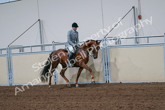 2020 - AB Morgan Horse - Fri, Sept 04 - 01779