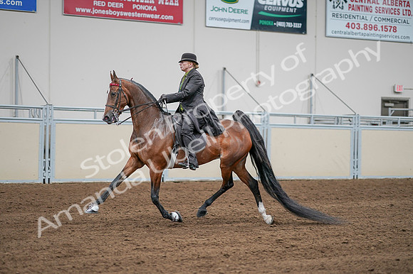 2020 - AB Morgan Horse - Fri, Sept 04 - 09566