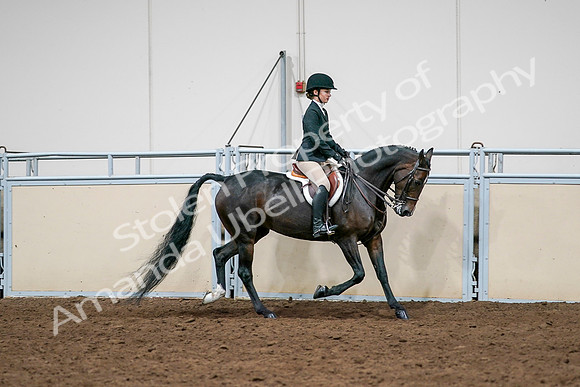 2020 - AB Morgan Horse - Sat, Sept 05 - 14587