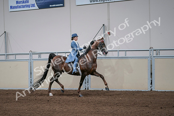 2020 - AB Morgan Horse - Fri, Sept 04 - 05127