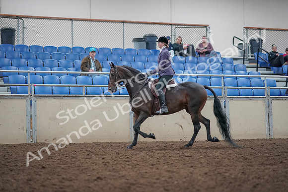 2019 Morgan Horse Show - Aug 31, 2019 - 14793