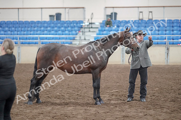 2019 Morgan Horse Show - Aug 31, 2019 - 03736
