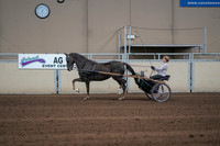 2019 Morgan Horse Show - Sept 01, 2019 - 05916