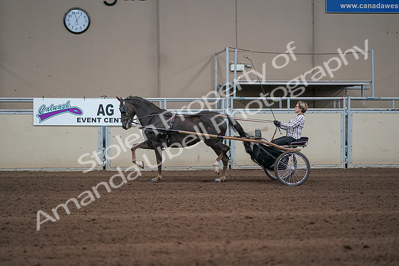 2019 Morgan Horse Show - Sept 01, 2019 - 05916