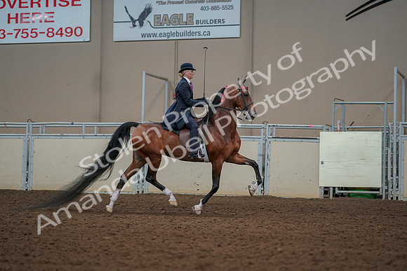 2019 Morgan Horse Show - Aug 30, 2019 - 25294