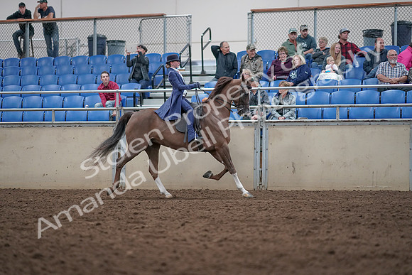2019 Morgan Horse Show - Aug 31, 2019 - 20728