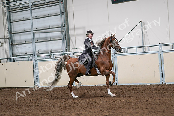 2020 - AB Morgan Horse - Sat, Sept 05 - 06434