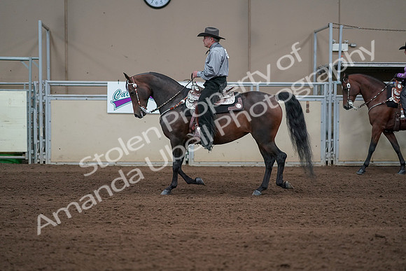 2019 Morgan Horse Show - Sept 01, 2019 - 06868