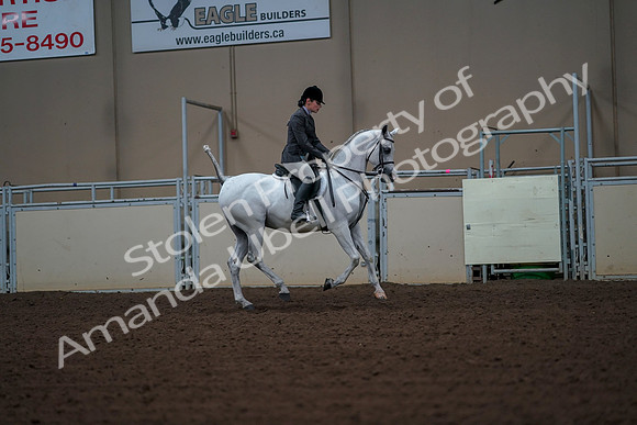 2019 Morgan Horse Show - Aug 30, 2019 - 17559