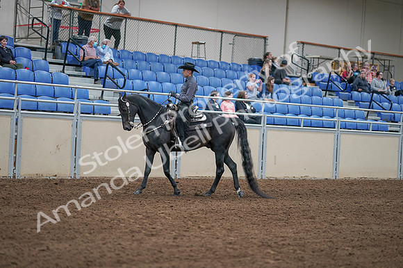 2020 - AB Morgan Horse - Fri, Sept 04 - 08282