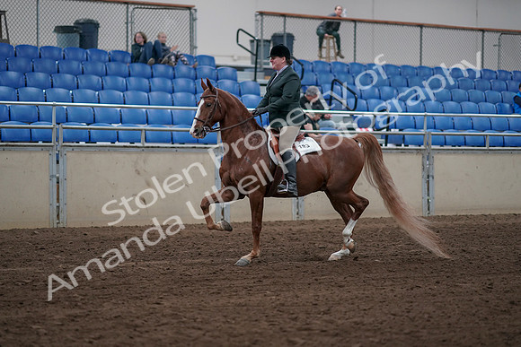 2019 Morgan Horse Show - Sept 01, 2019 - 12175