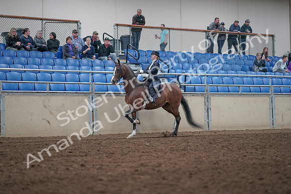 2019 Morgan Horse Show - Aug 31, 2019 - 20474