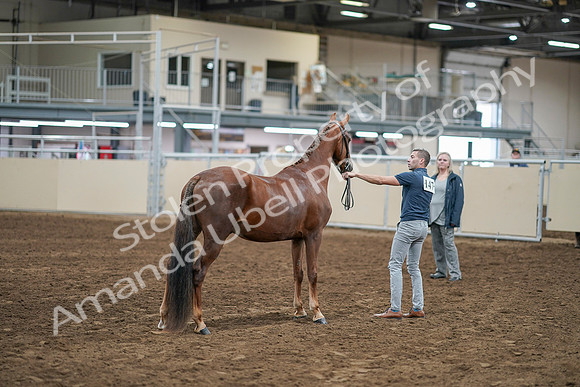 2020 - AB Morgan Horse - Sat, Sept 05 - 00269