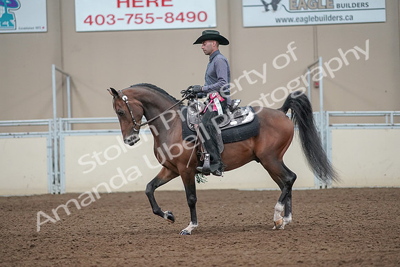 2019 Morgan Horse Show - Aug 31, 2019 - 06283