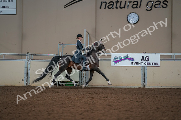 2019 Morgan Horse Show - Aug 30, 2019 - 25262