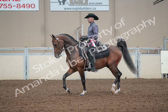 2019 Morgan Horse Show - Aug 31, 2019 - 06277