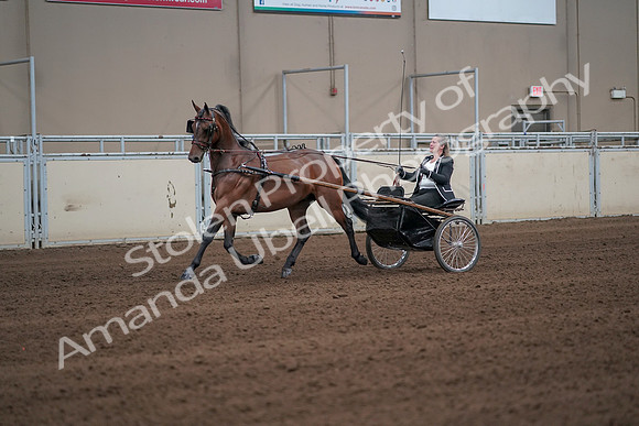 2019 Morgan Horse Show - Sept 01, 2019 - 05925