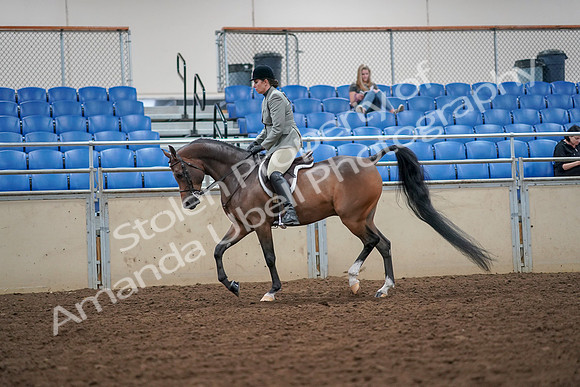 2019 Morgan Horse Show - Aug 30, 2019 - 17284