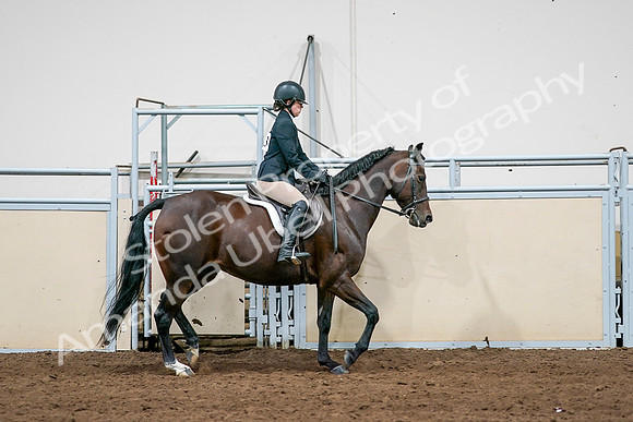 2020 - AB Morgan Horse - Sat, Sept 05 - 14553