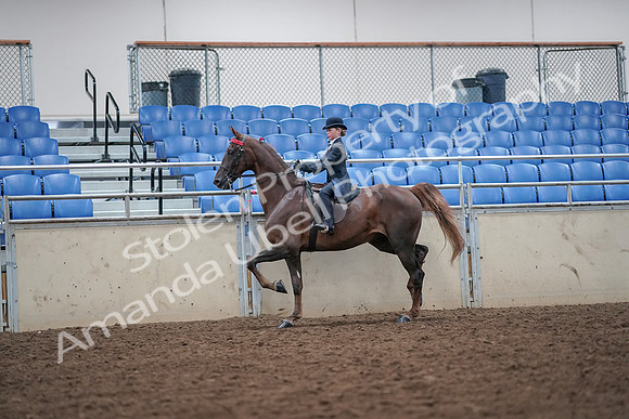 2019 Morgan Horse Show - Aug 30, 2019 - 17828
