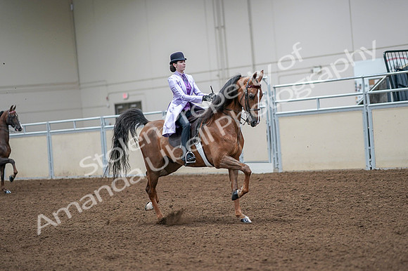 2020 - AB Morgan Horse - Fri, Sept 04 - 05163