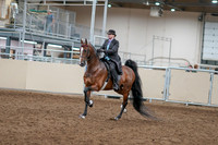 2020 - AB Morgan Horse - Sat, Sept 05 - 12898