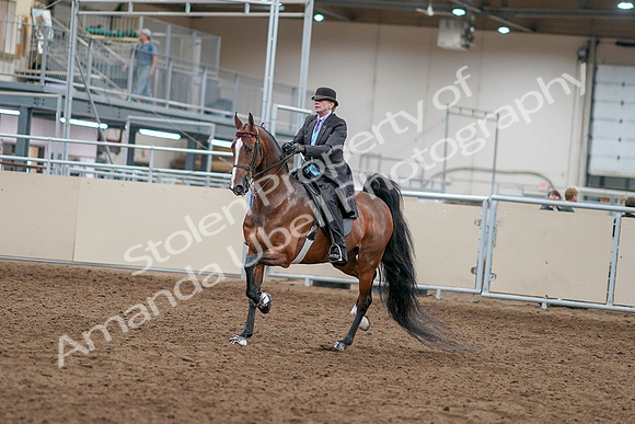 2020 - AB Morgan Horse - Sat, Sept 05 - 12898