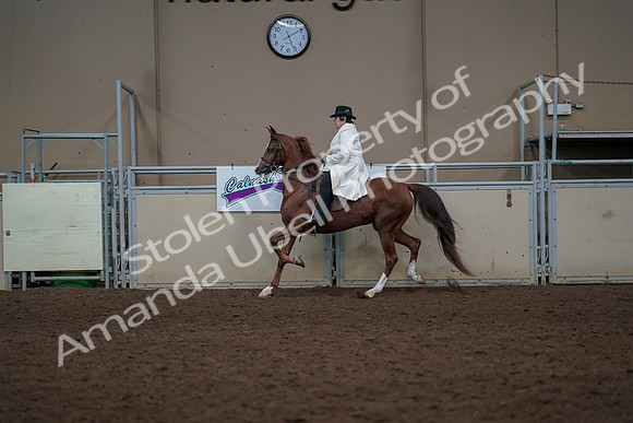 2019 Morgan Horse Show - Aug 31, 2019 - 17880