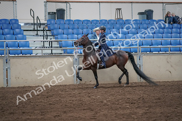 2019 Morgan Horse Show - Sept 01, 2019 - 12748
