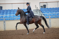 2019 Morgan Horse Show - Aug 30, 2019 - 24302