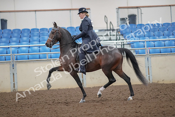 2019 Morgan Horse Show - Aug 30, 2019 - 24302
